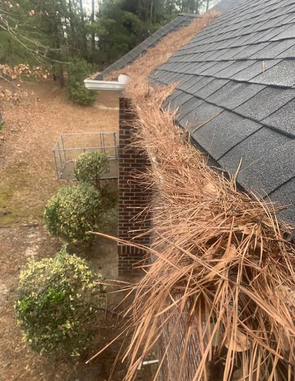 Loblolly pine needles fill Lexington, SC gutters quickly. Call Trinity to clean your gutters.